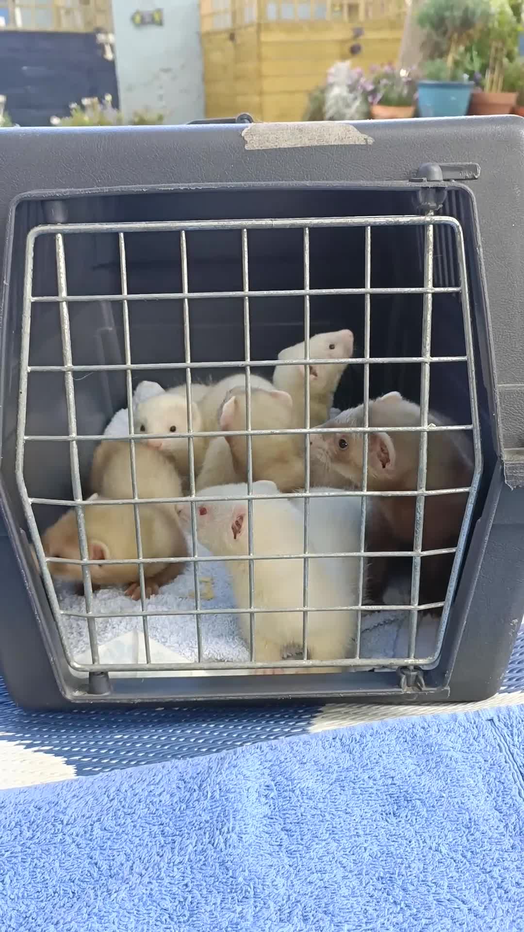 Ferret rodents for sale: Ferrets for Sale - 8 weeks old - Video 1
