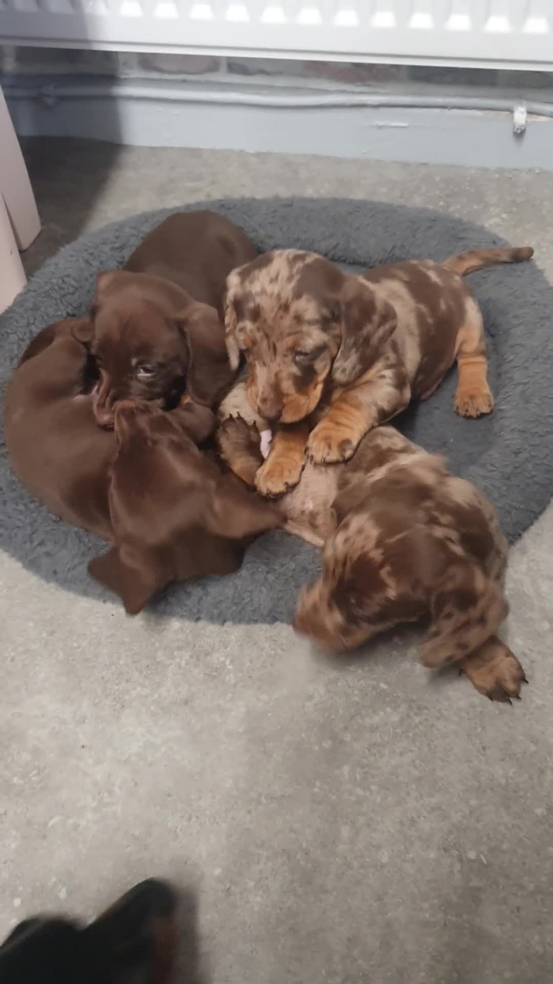 Miniature Dachshund dogs for sale: Miniature  dachshunds  - Video 1