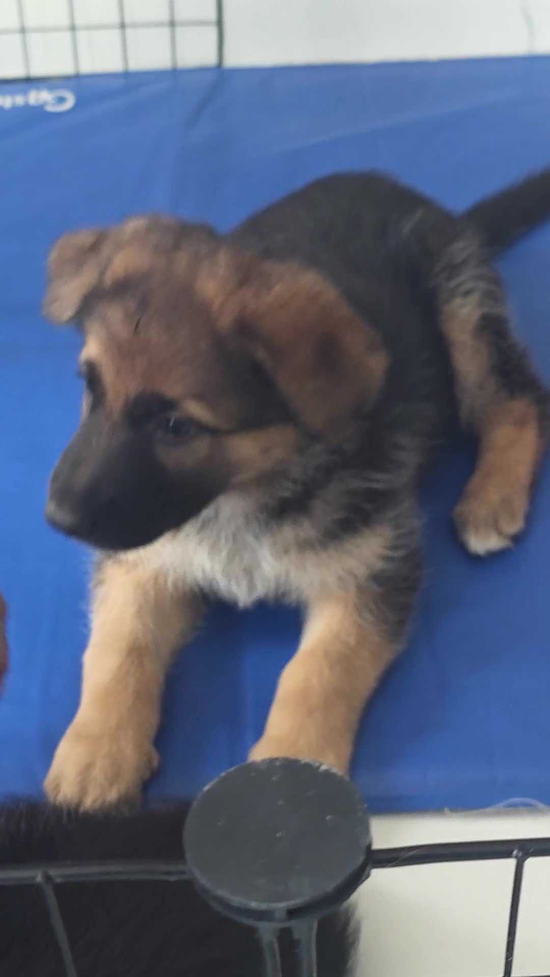 German Shepherd dogs for sale: Stunning german shepherd puppies for sale! - Video 1