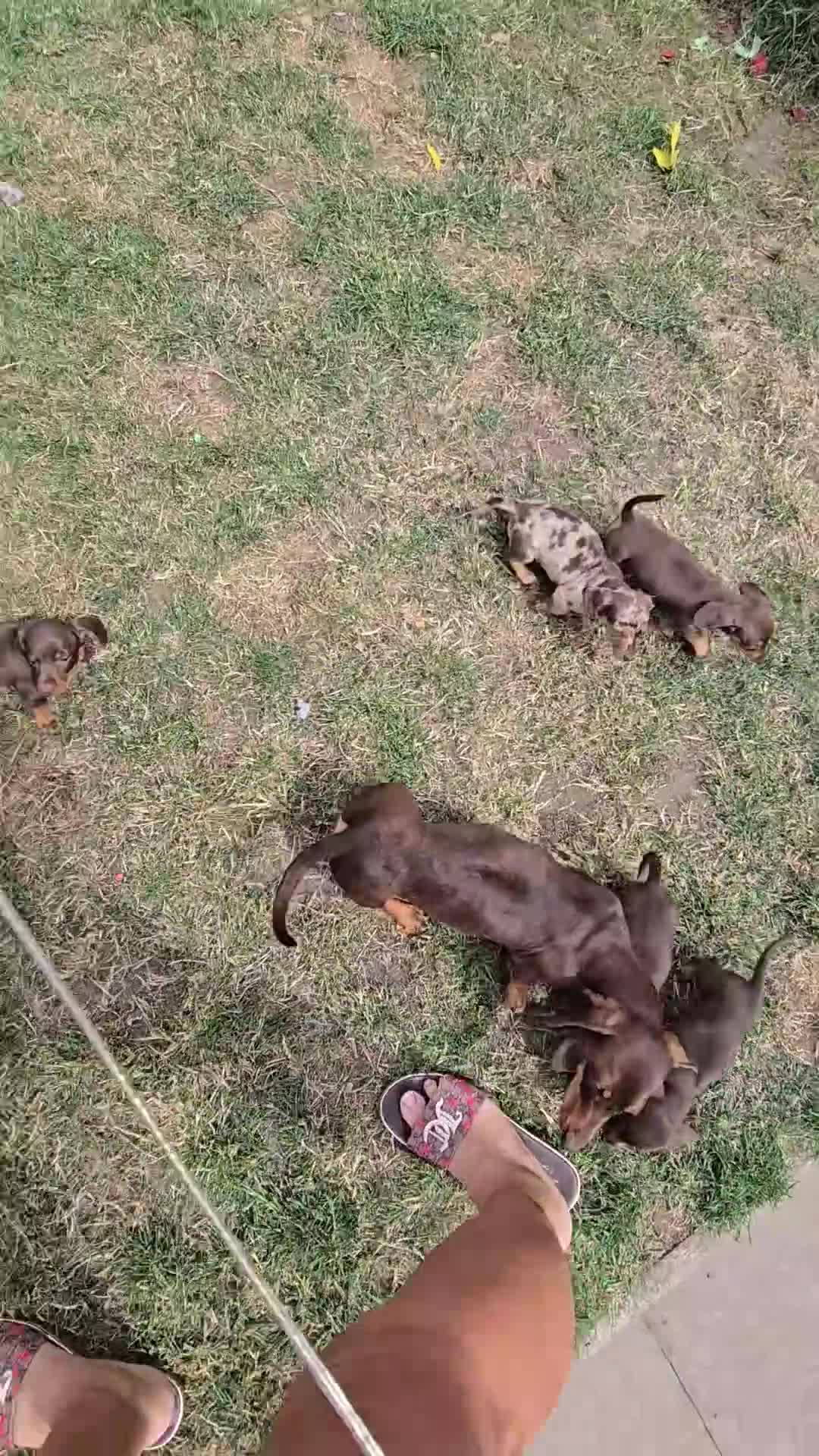 Miniature Dachshund dogs for sale: Miniature DACHSHUND  - Video 1