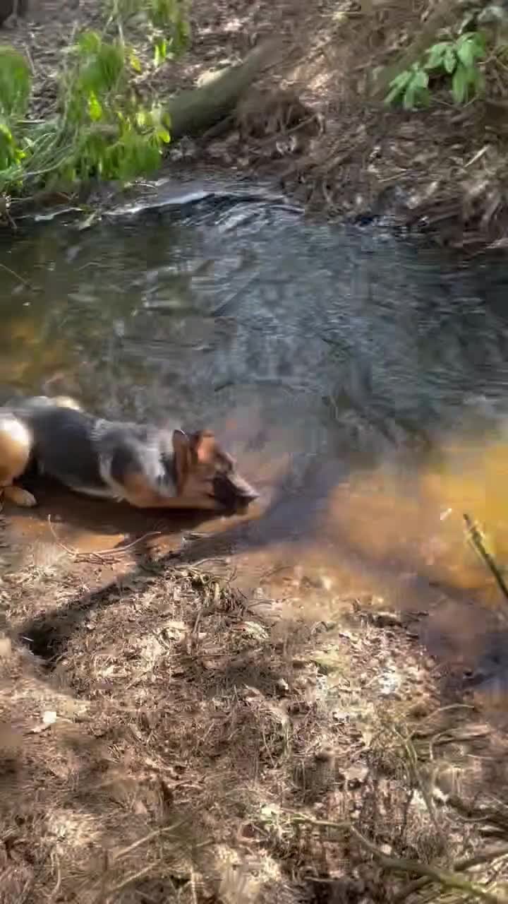 German Shepherd dogs for sale: 1 year old female German shepherd kc  - Video 1