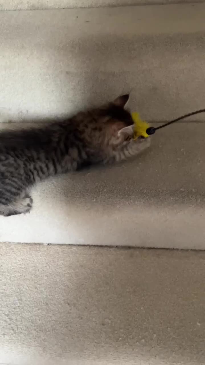 Siberian cats for sale: Beautiful purebred Siberian kittens-Hypoallergenic - Video 3