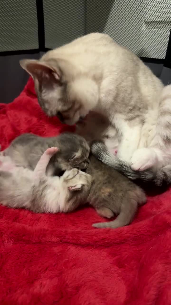 British Shorthair cats for sale: BSH KITTENS FOR SALE (price negotiable) - Video 2