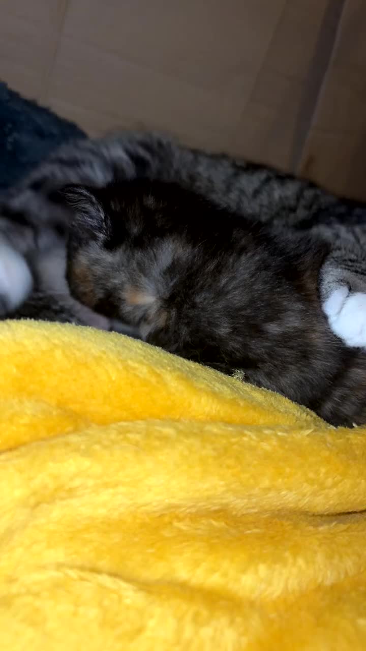 Mixed Breed cats for sale: 2 beautiful kittens  - Video 3