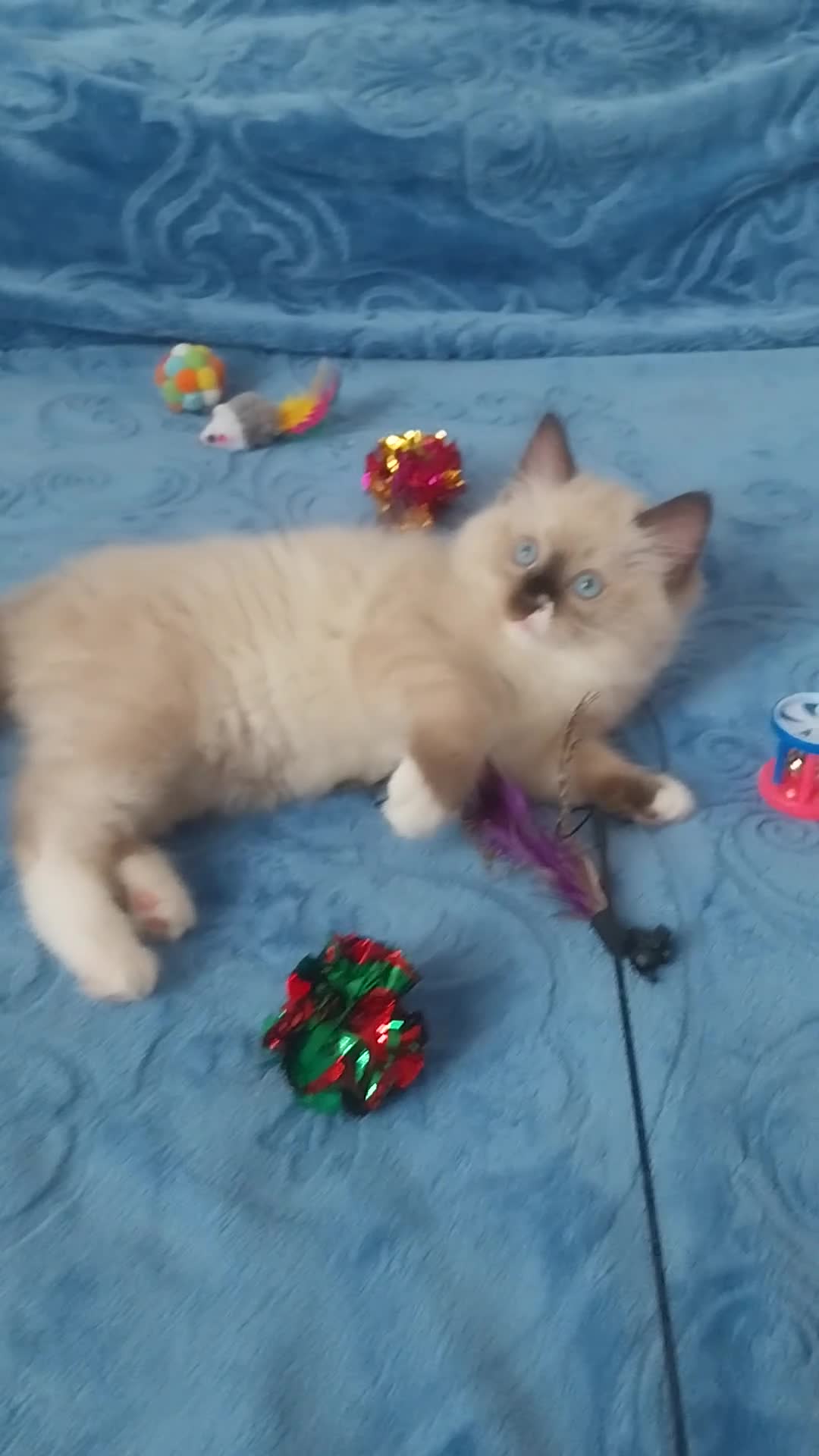 Ragdoll cats for sale: Adorable lovely ragdoll girl. - Video 2