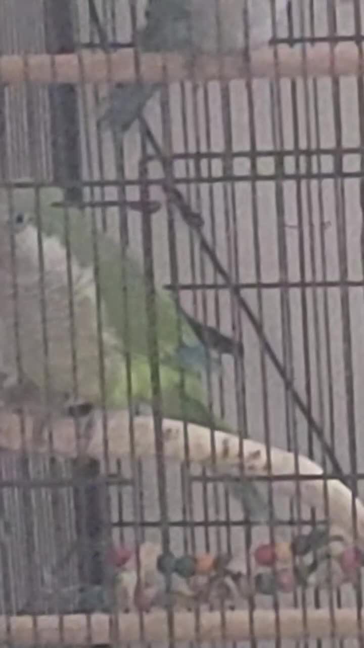 Parakeets birds for sale: Male and female quakers bonded pair  - Video 2