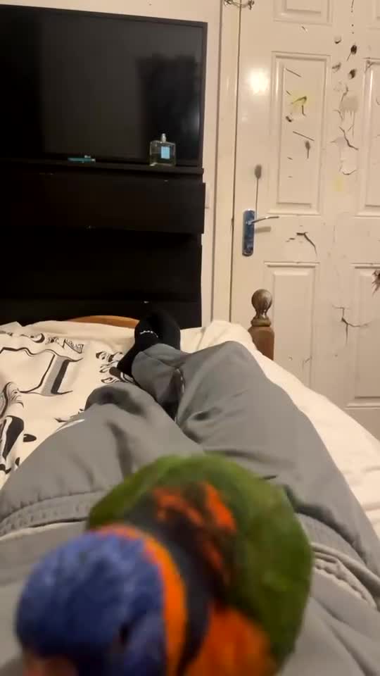 Lorikeets birds for sale: 🩵reo🩵 - Video 2