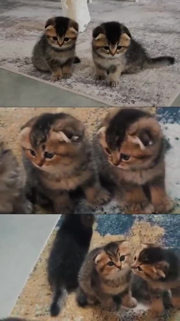 Scottish Fold cats for sale: Golden Scottish Fold Kittens – 2 Boys & 2 Girls - Video 2