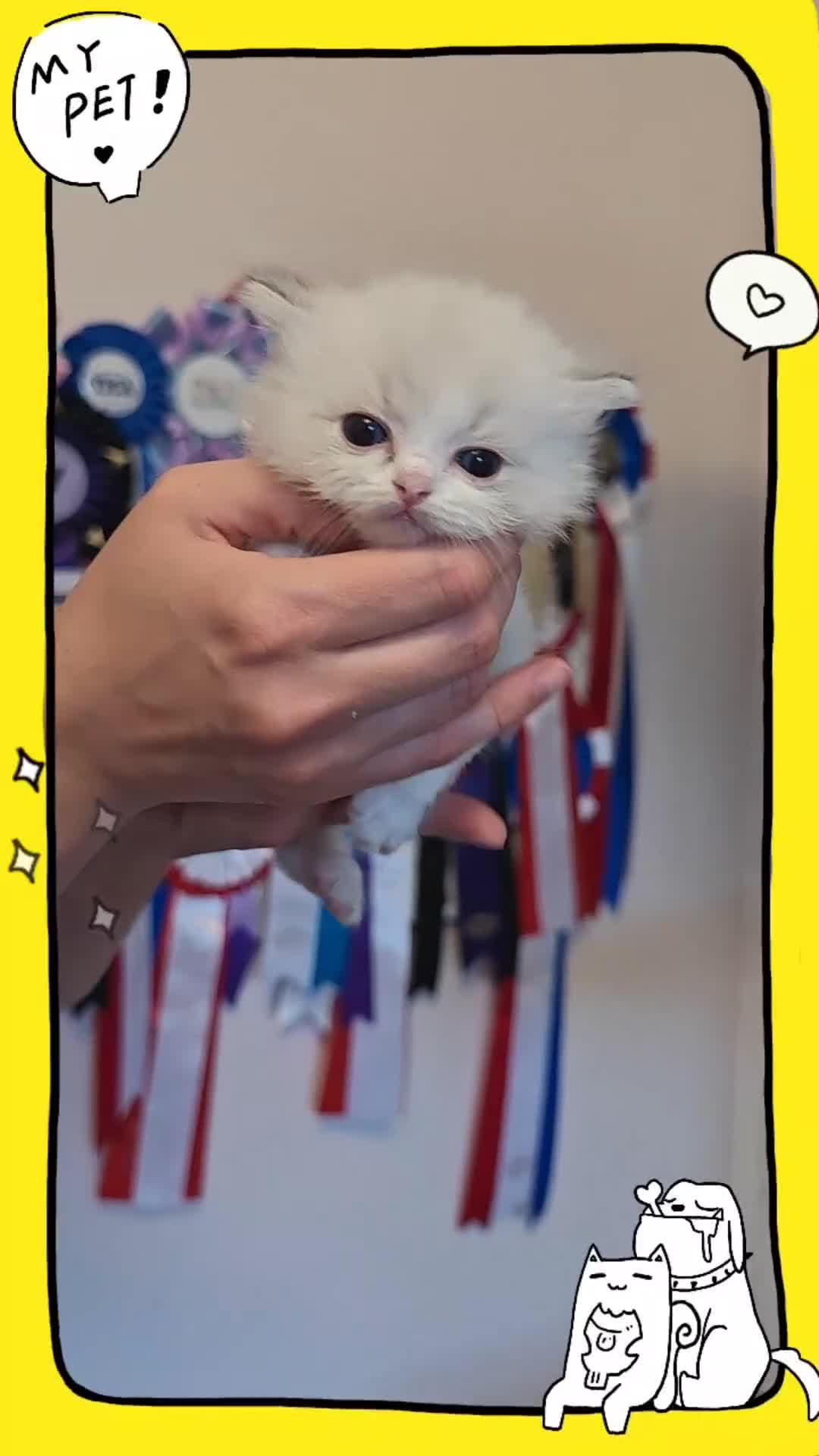 Ragdoll cats for sale: Best Ragdoll Kittens Regional Winner - Video 2