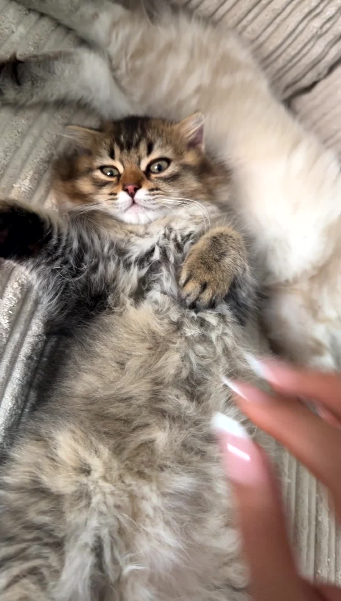 British Longhair cats for sale: British long hair  - Video 1