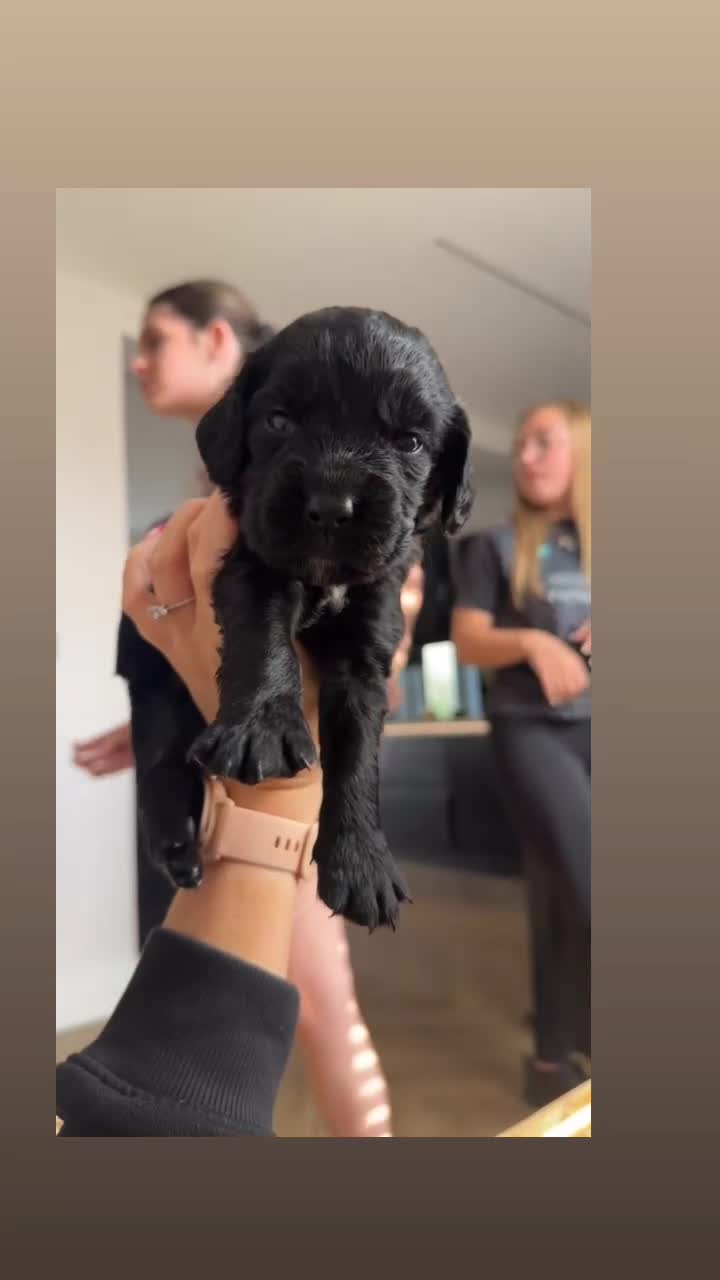 Cocker Spaniel dogs for sale: Working cocker spaniel pups - Video 1