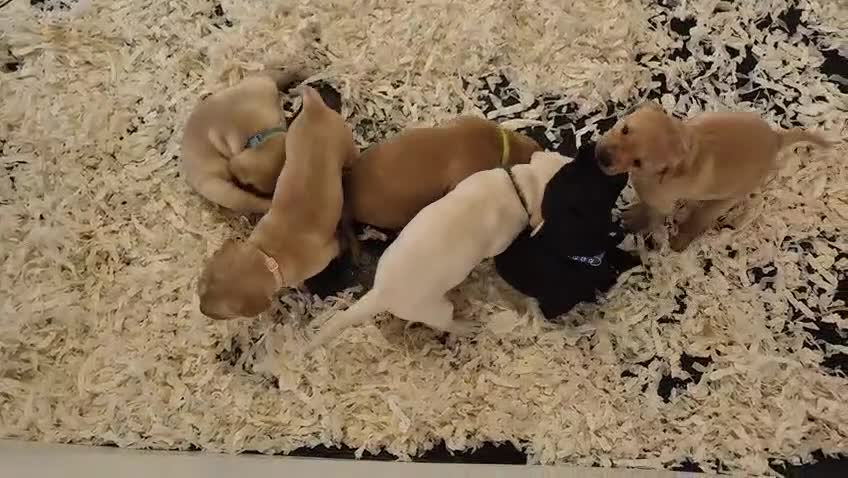 Labrador Retriever dogs for sale: 1 Male labrador pup available good health testing in Hastings - Video 1