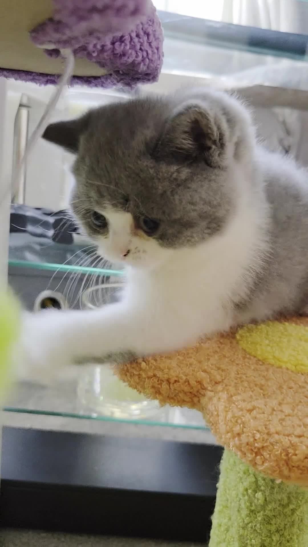 British Shorthair cats for sale: British shorthair kittens girls  - Video 5