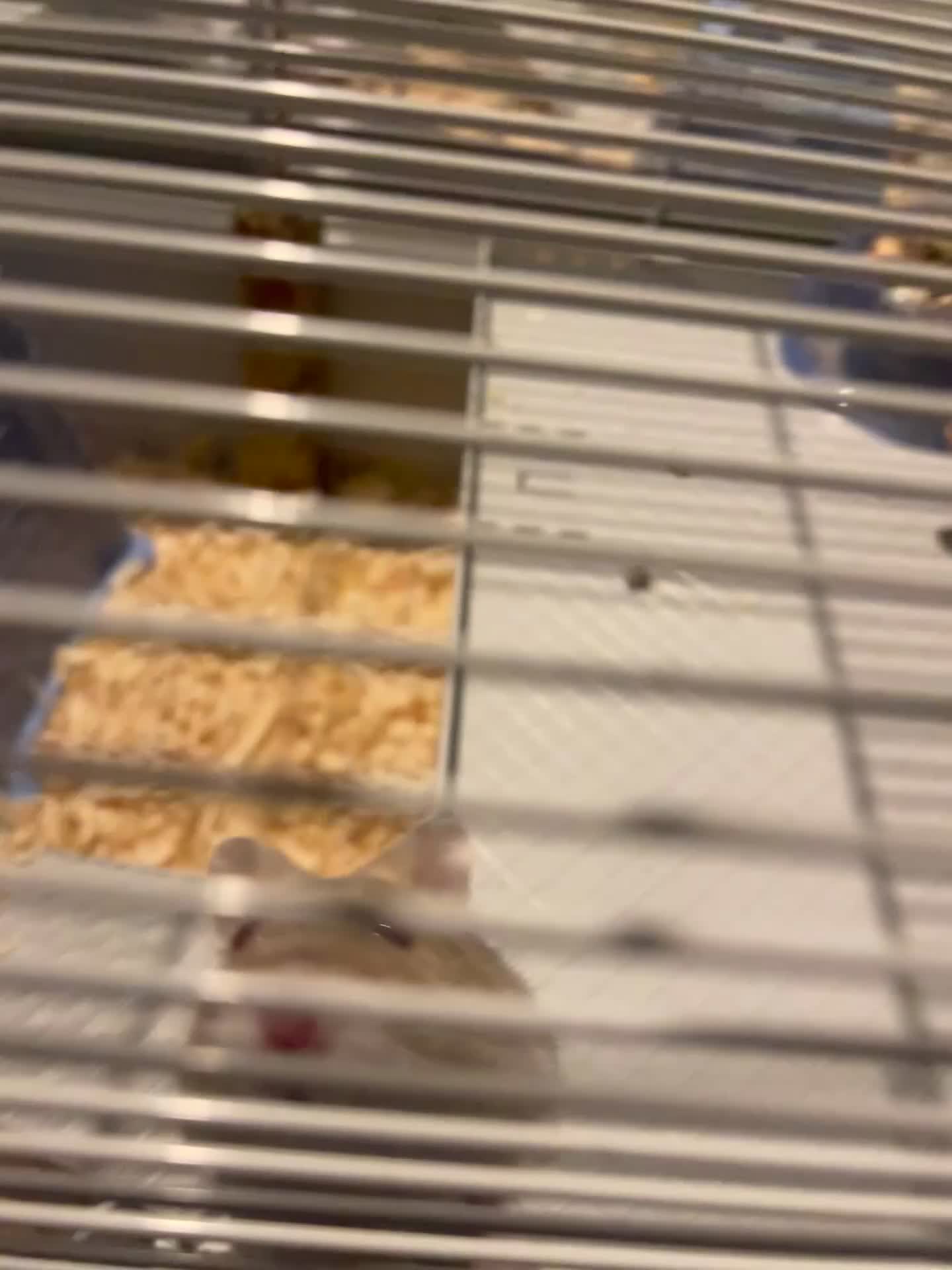 Hamster rodents for sale: Female hamster  in Preston - Video 1