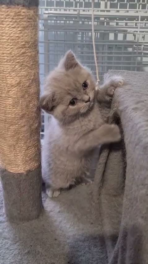 British Shorthair cats for sale: 2 GORGEOUS BRITISH SHORTHAIR KITTENS! - Video 1