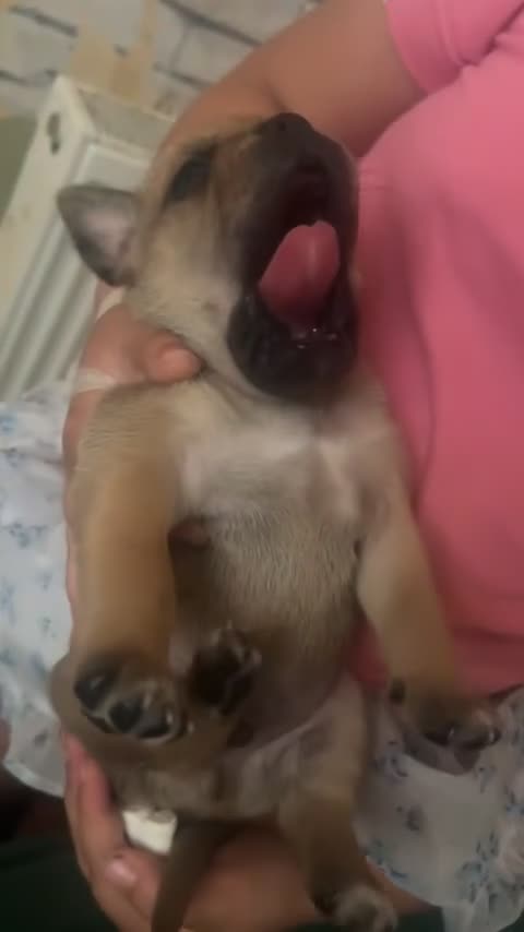 Mixed Breed dogs for sale: 4 pups for sale  in Huddersfield - Video 2