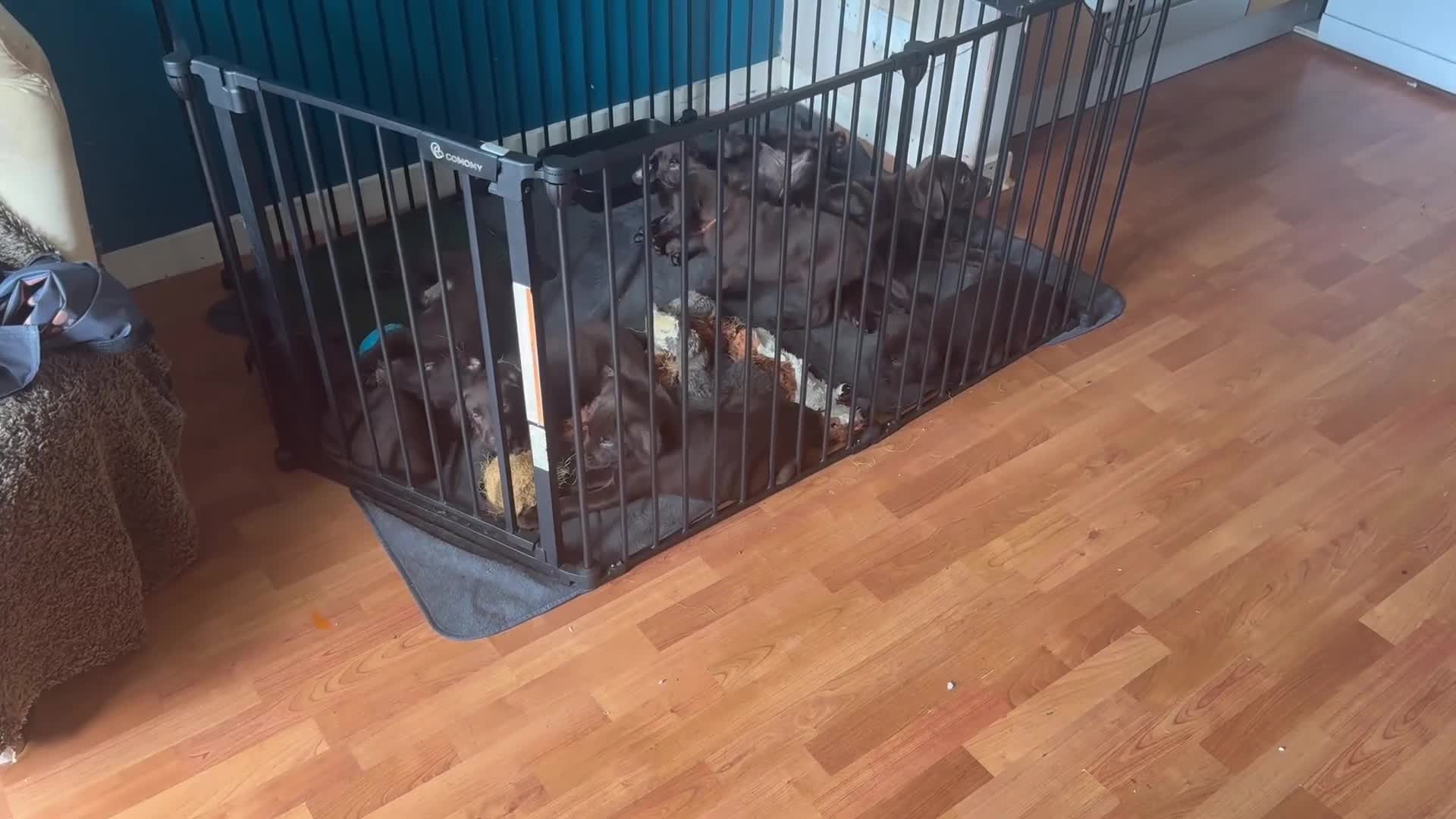 Labrador Retriever dogs for sale: PUPPIES 8 WEEKS OLD CAN LEAVE NOW! - Video 1