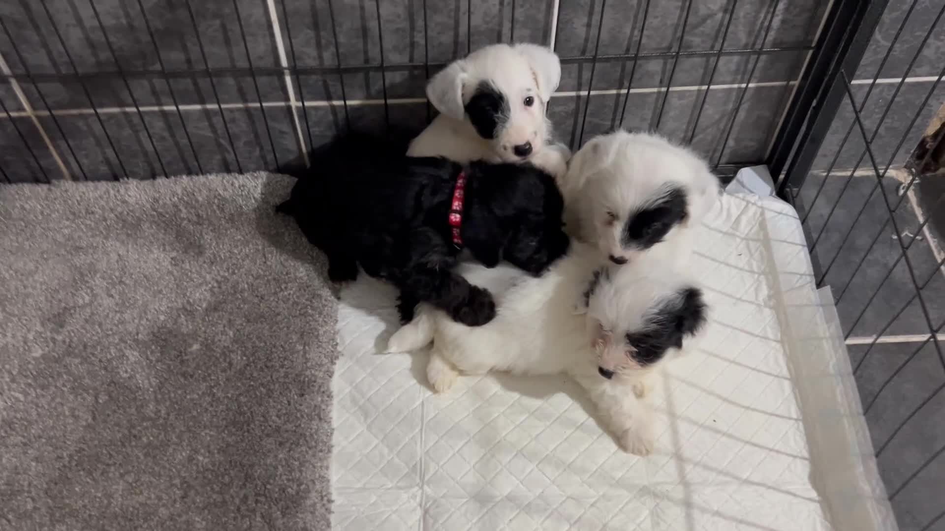 Jackapoo dogs for sale: Jackapoo  - Video 1