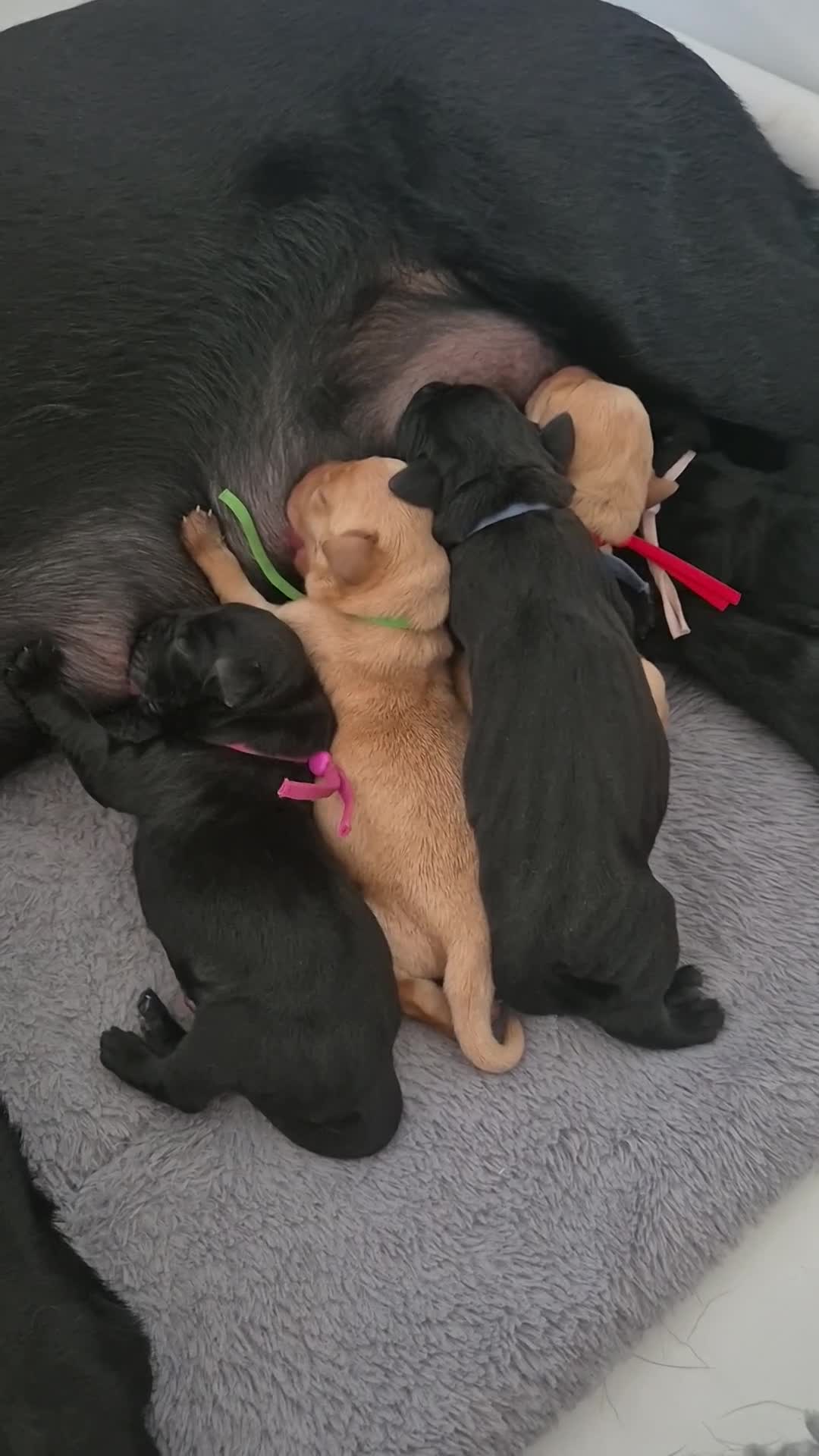 Labrador Retriever dogs for sale: Health Tested Beautifully Bred Labrador Puppies  in Southampton - Video 1
