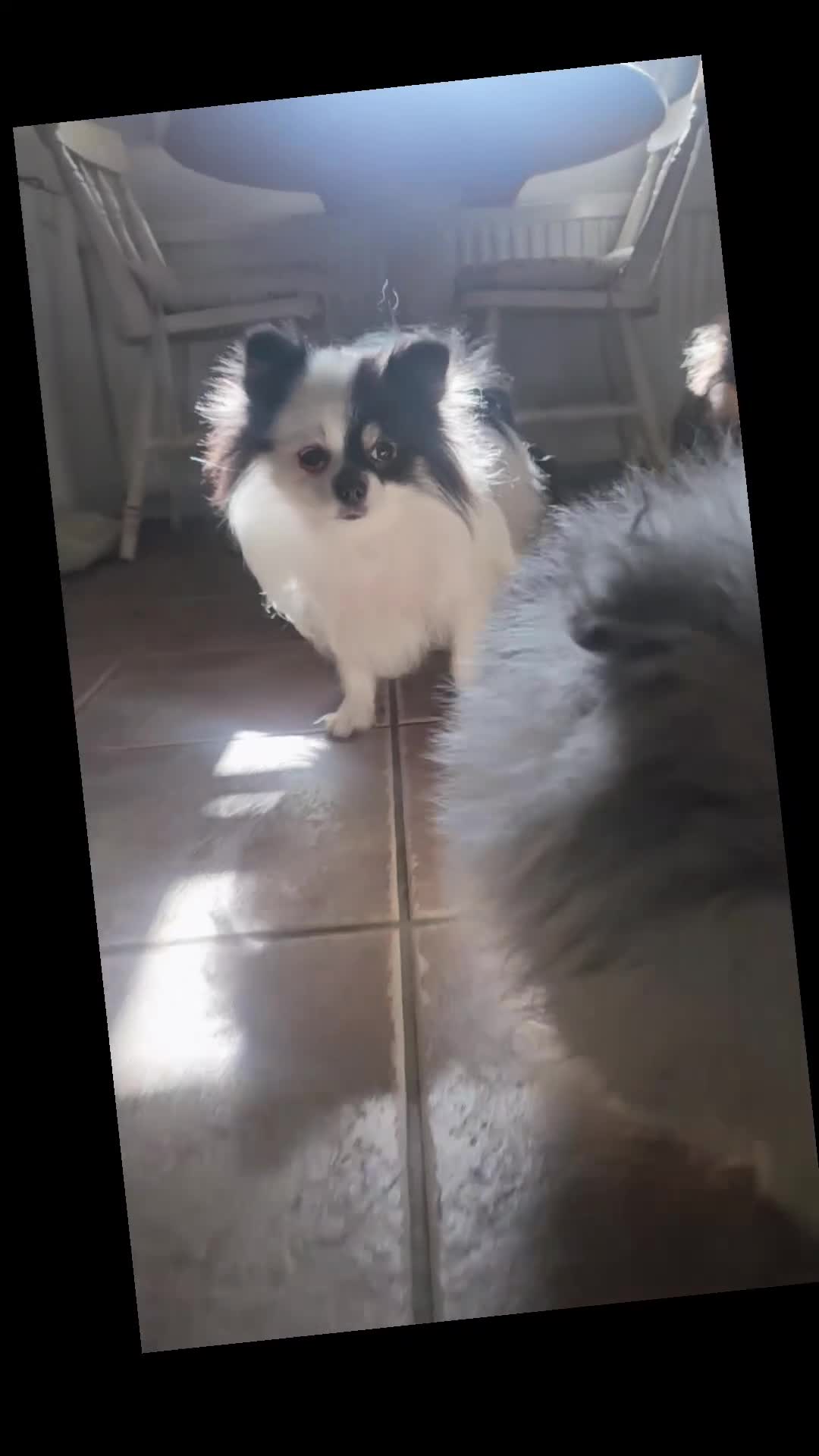 Pomeranian dogs for sale: KC registered Pomeranian Puppies for sale  - Video 2