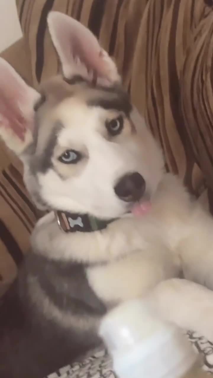 Siberian Husky dogs for sale: GOOSE 🪿 - Siberian Husky 5 Months in Coventry - Video 1