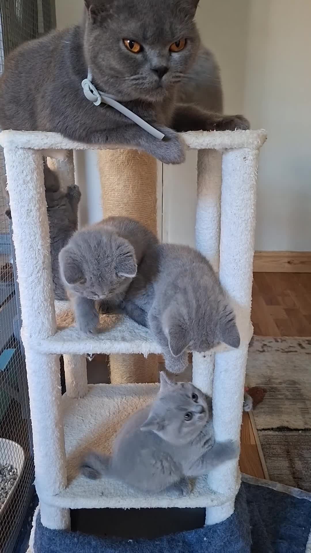 British Shorthair cats for sale: Pedigree  British short hair kittens  - Video 2