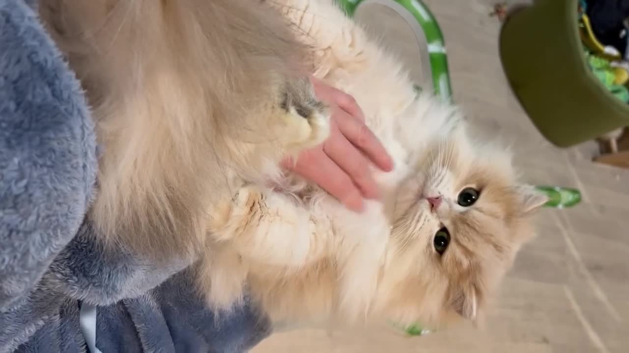 British Longhair cats for sale: Vet bred teddybear lap cats gccf - Video 1