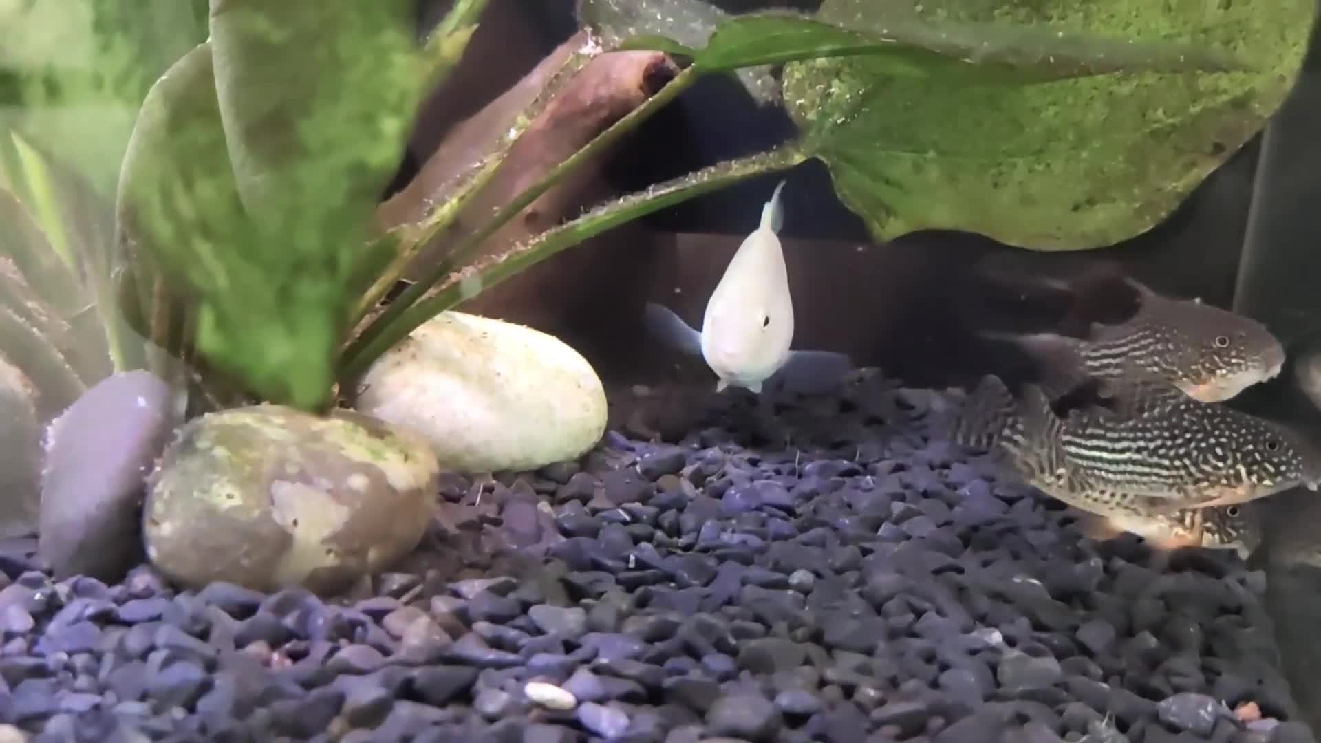 Other/Mixed Breed fish for sale: Blue Texas Cichlid & Platinum Polar Parrot Cichlid - Video 3