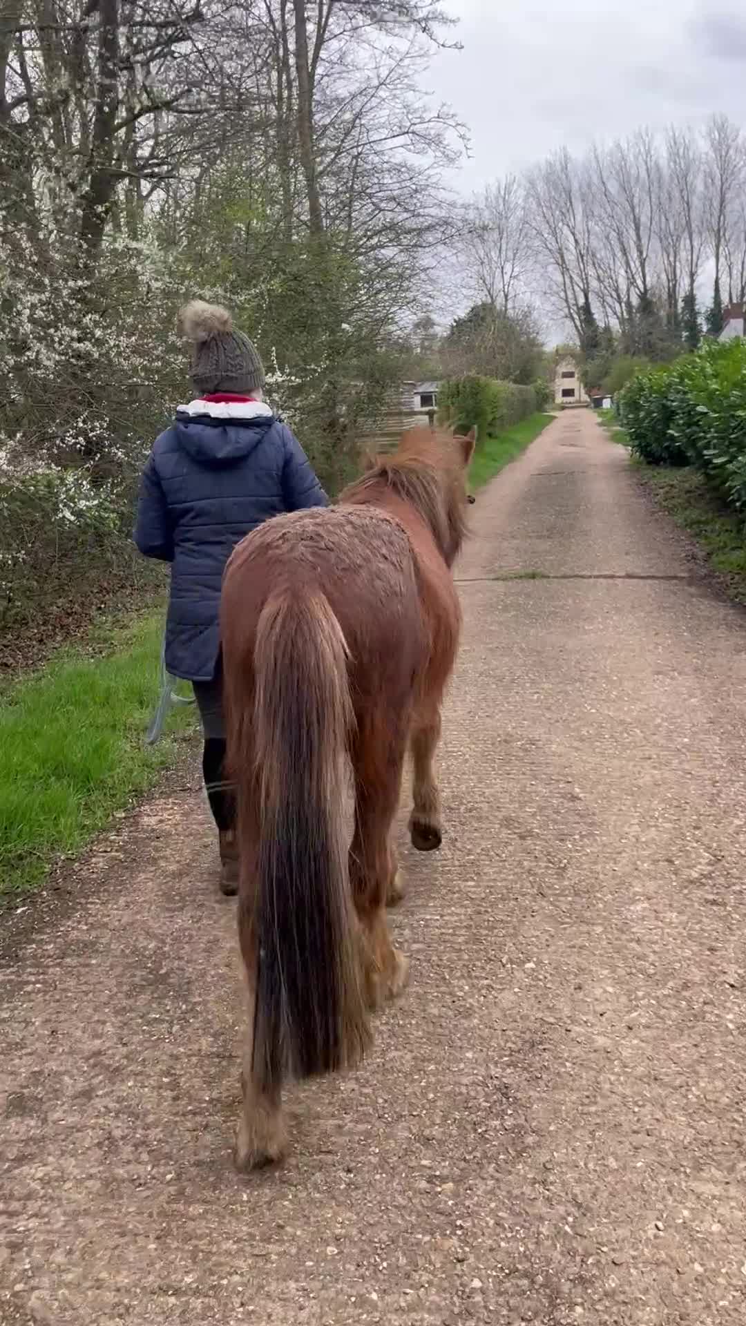 Dartmoor horses for sale: Gorgeous super friendly Dartmoor Pony - Video 2