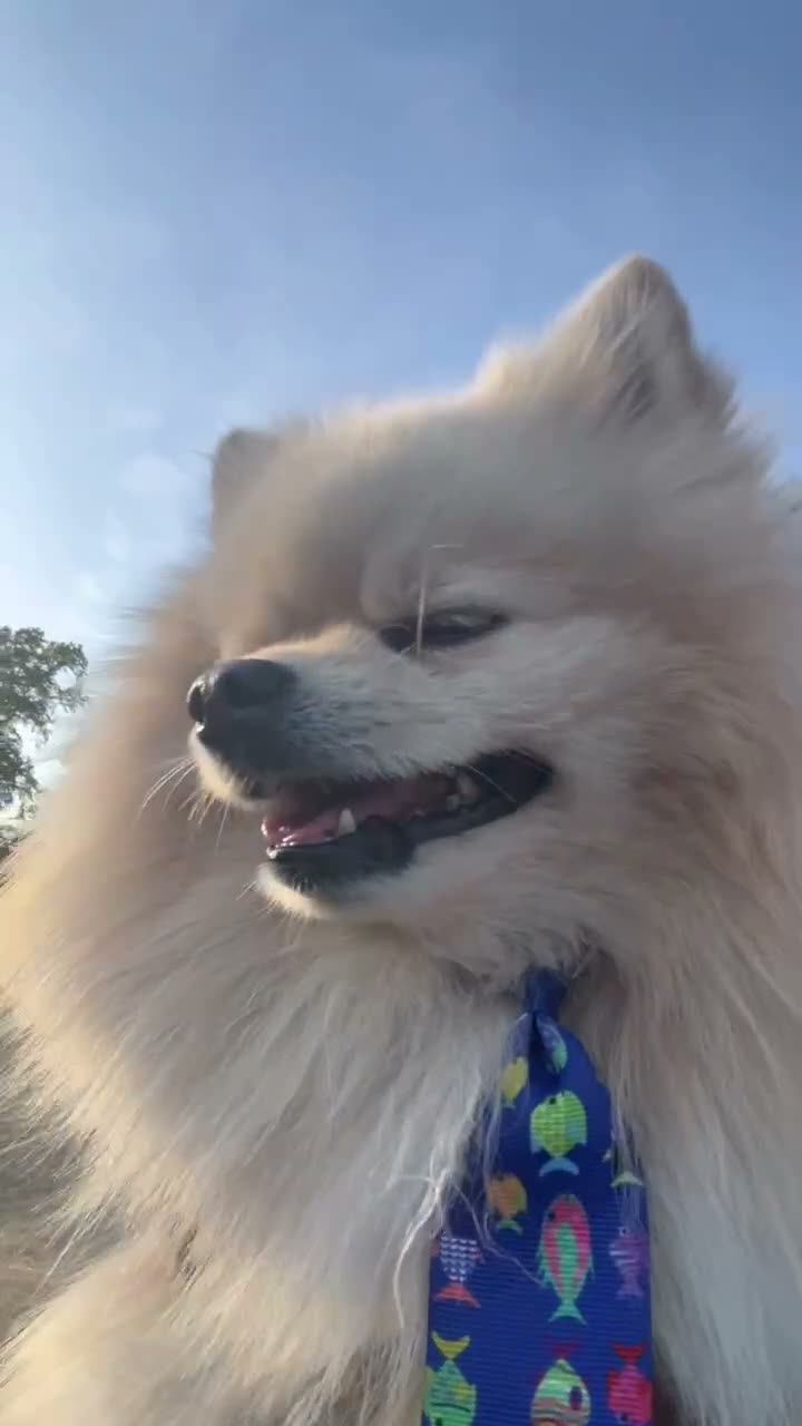 Pomeranian dogs for stud: A handsome Pomeranian male for stud 😍 in London - Video 4