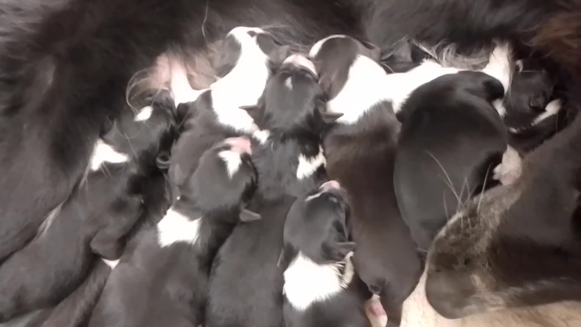 Border Collie dogs for sale: Wyverne Roy and Pips Litter of 9  - Video 1