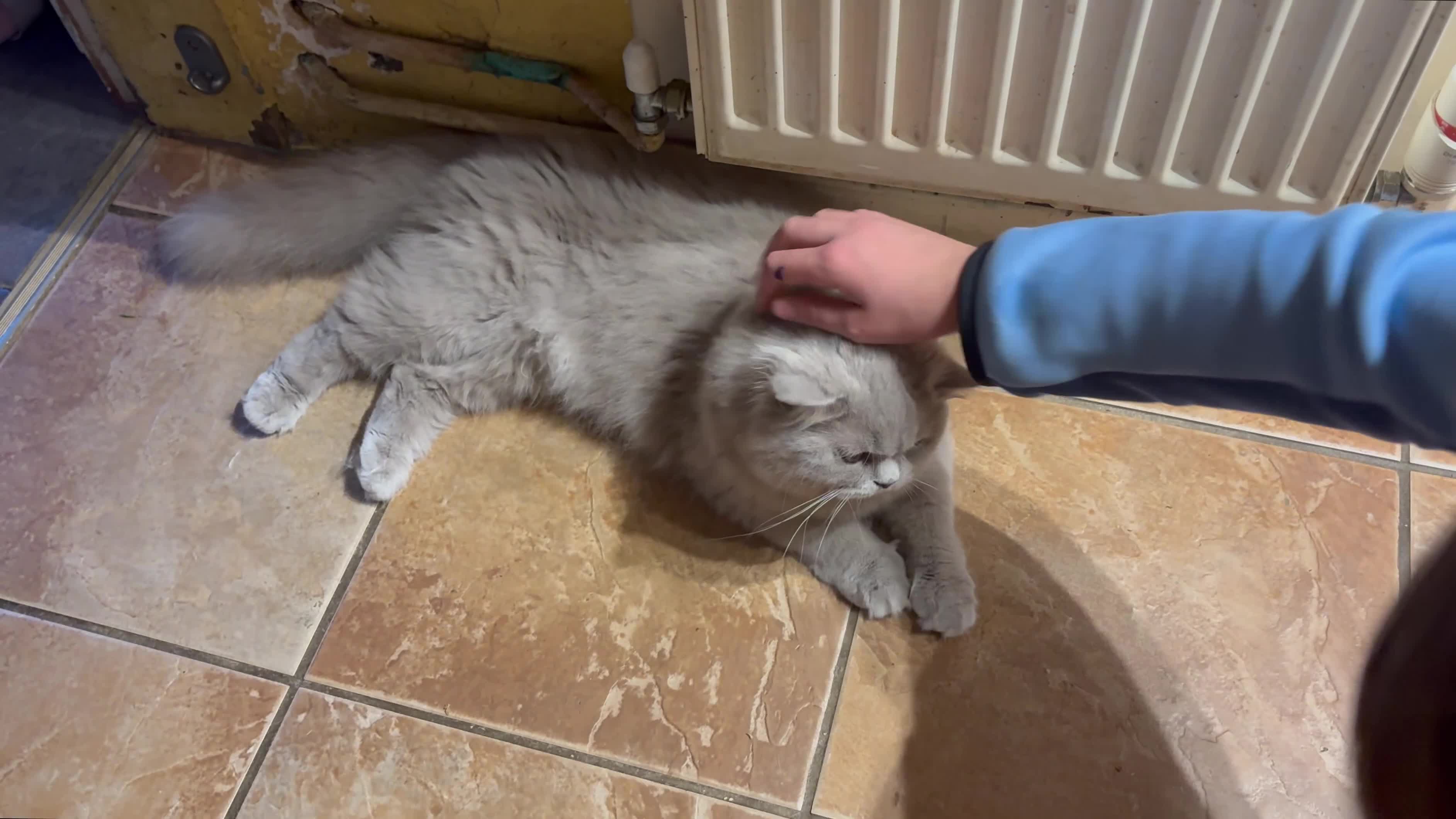 British Longhair cats for sale: REDUCED!!!! Gorgeous lilac BLH female  - Video 1