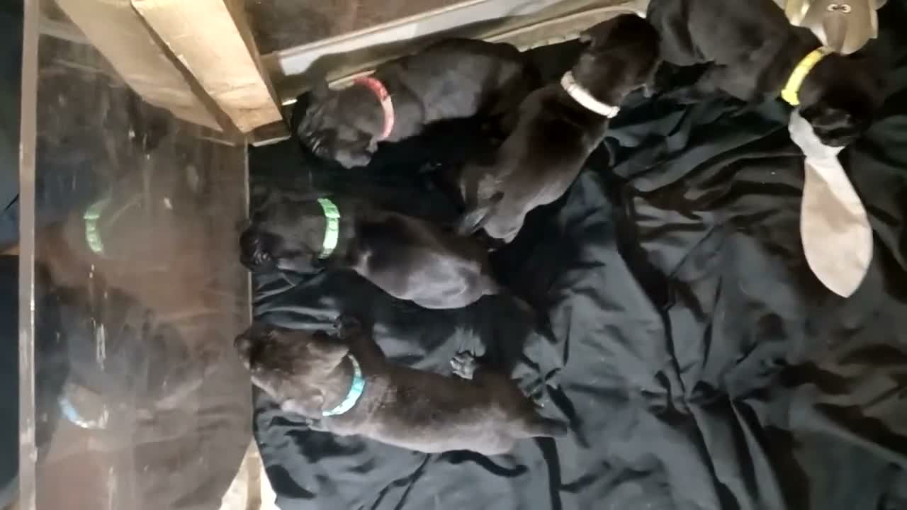 Mixed Breed dogs for sale: Presa corso pup's  - Video 2