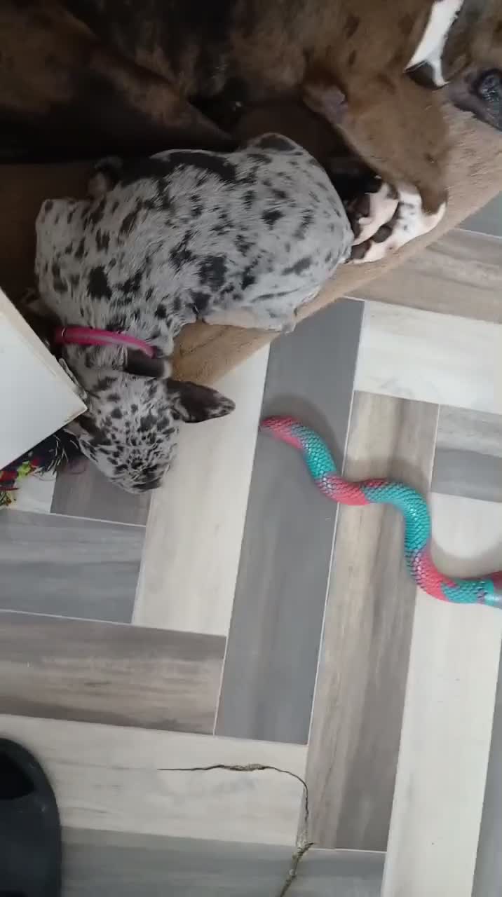 French Bulldog dogs for sale: Merle French bulldog  in London - Video 1
