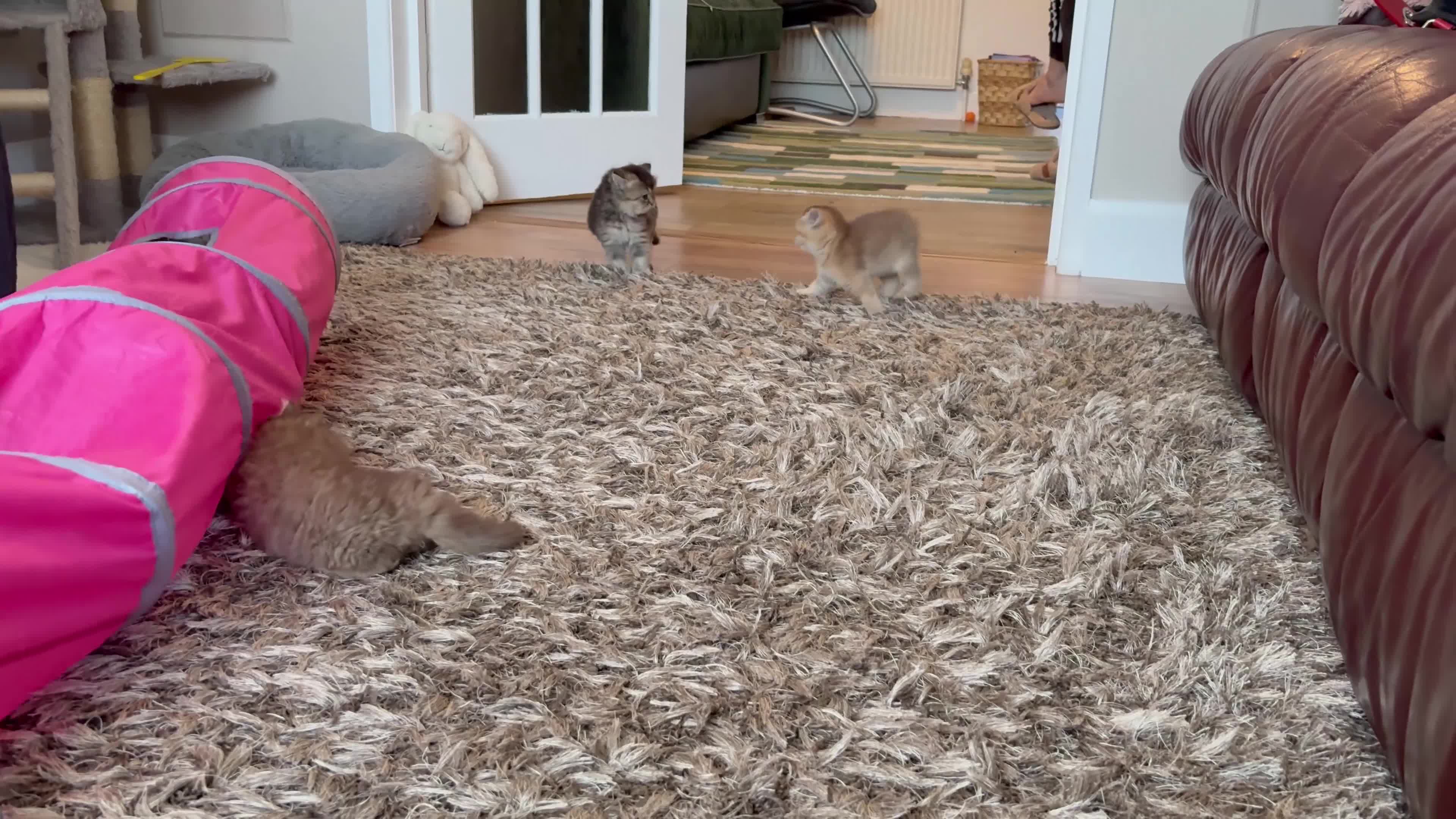 British Shorthair cats for sale: Golden british shorthair/ british longhair kittens - Video 3