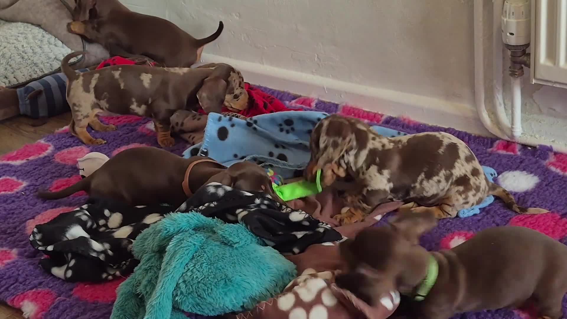 Miniature Dachshund dogs for sale: KC REGISTERED QUALITY PUPS  - Video 1