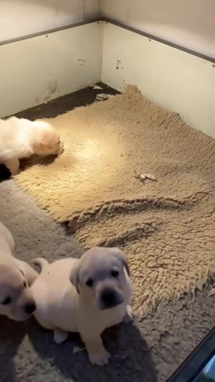 Labrador Retriever dogs for sale: Lovely Yellow Labrador Girls - Video 1