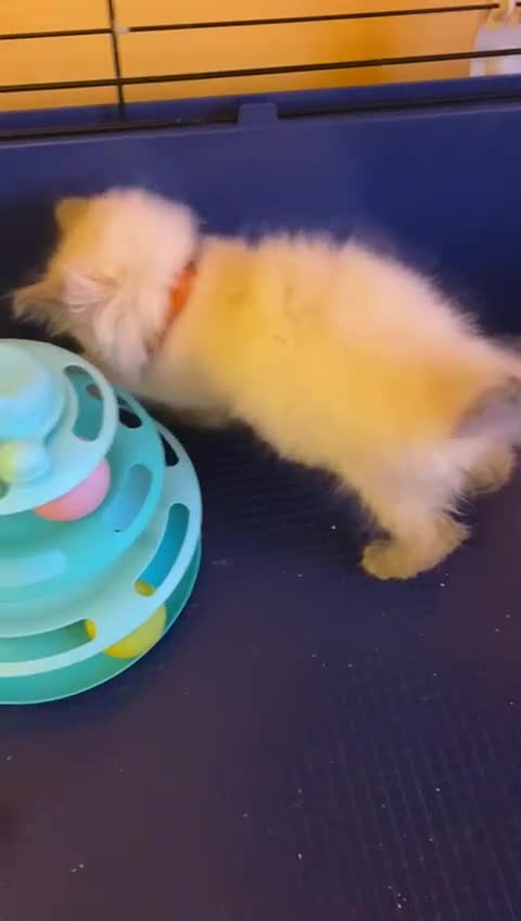 Ragdoll cats for sale: GCCF registered ChampionBloodline 5GENpedigree BSH - Video 3