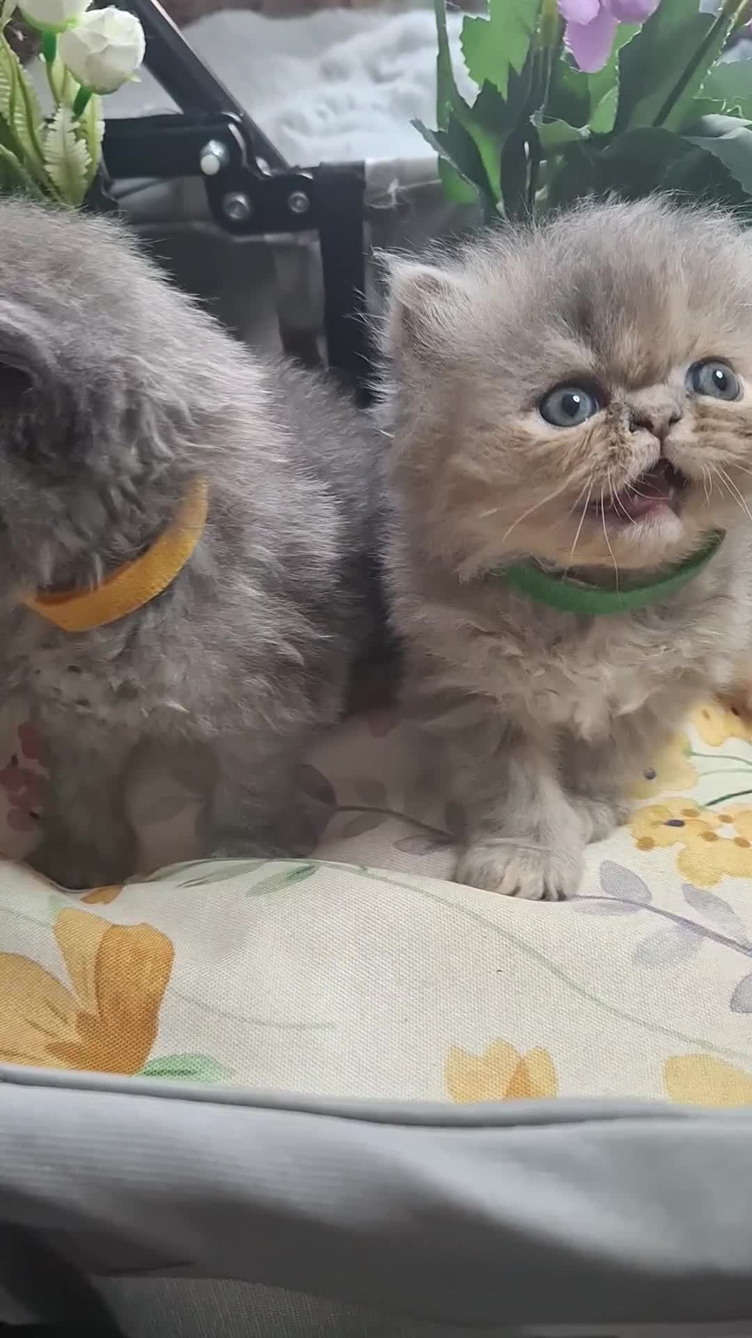 Persian cats for sale: Blue Persian kittens  - Video 3