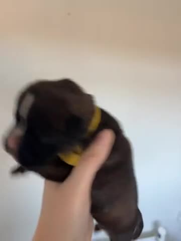 Boxer dogs for sale: 🌟Beautiful boxer puppies 🌟 - Video 4