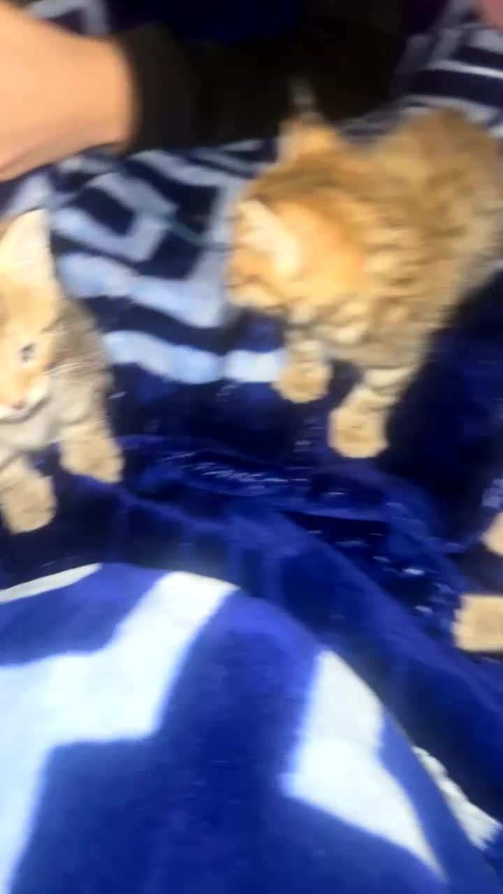 Mixed Breed cats for sale: 6 bengal x tabby cats for sale in Bolton - Video 3