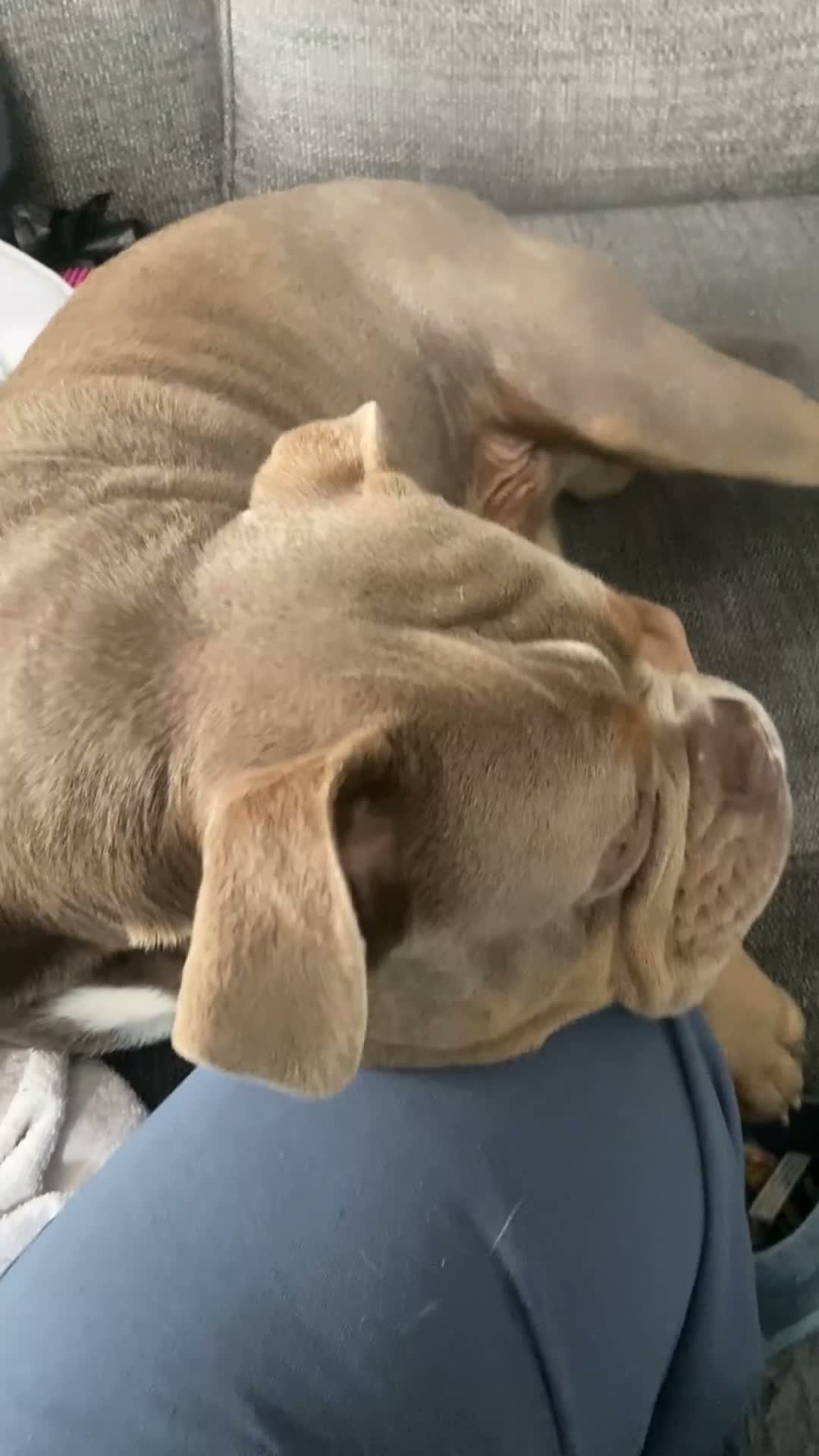 Dorset Olde Tyme Bulldogge dogs for sale: 10 month Dorset bulldog URGENT - Video 2