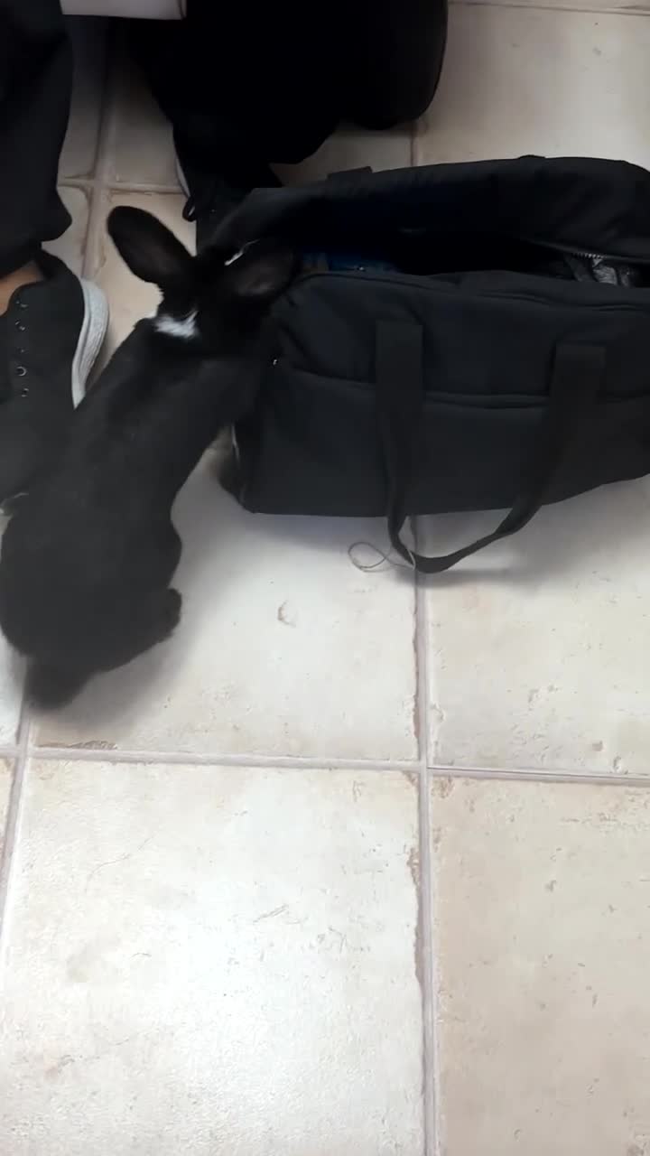 Mixed Breed rabbits for sale: Looking to rehome for free must have cage  in London - Video 1