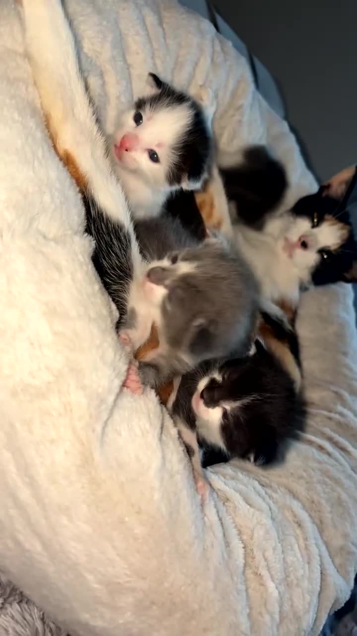 Mixed Breed cats for sale: 2 x Kittens for Sale  in Clackmannan - Video 1