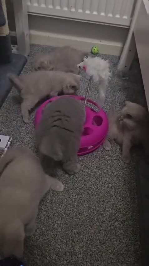 British Shorthair cats for sale: British short hair kittens  - Video 3