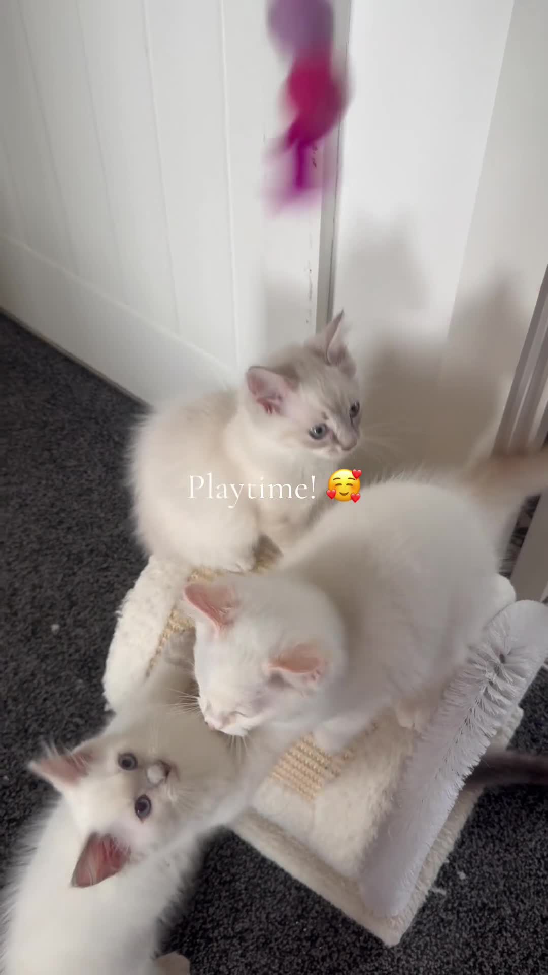 Ragdoll cats for sale: Ready to leave- 2 pedigree Ragdoll Boys - Video 1