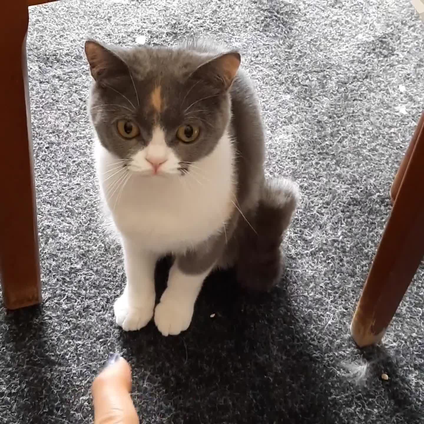 Scottish Fold cats for sale: SOLD---TICA Registered Scottish Straight Neutared  - Video 1