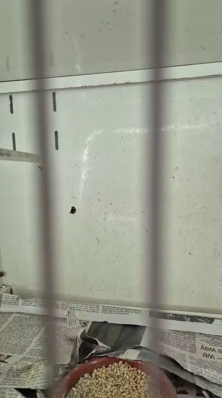 Finches birds for sale: Gouldian Finches  - Video 3