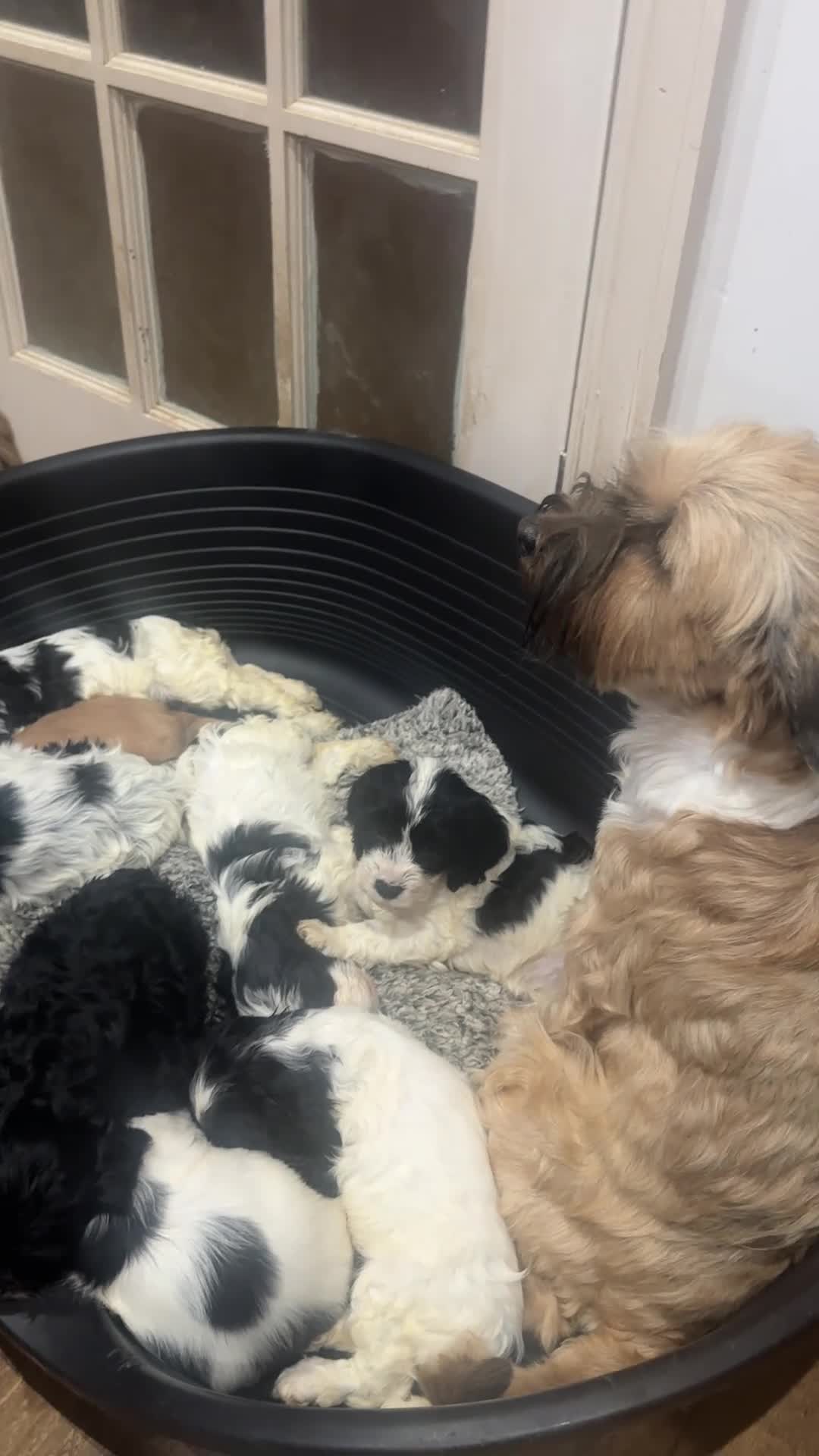 Mixed Breed dogs for sale: Cocker Spaniel x Cavapoo puppies available  - Video 1