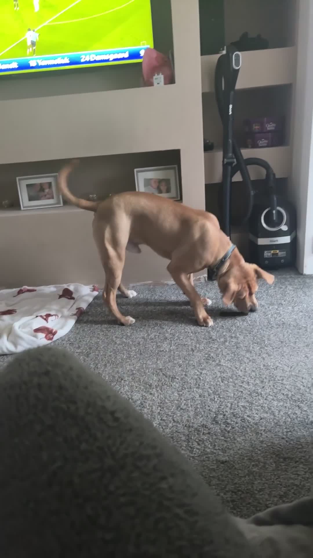 Mixed Breed dogs for sale: Bruno 8 month old - Video 2
